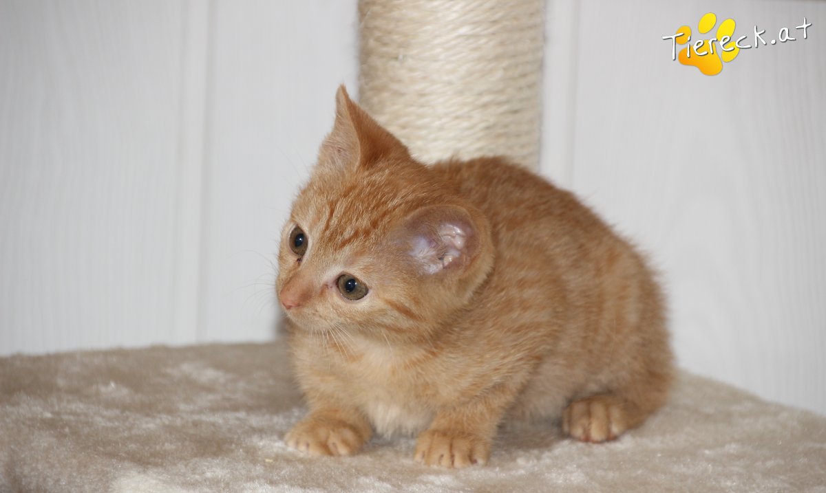 Puppi sucht ein Zuhause