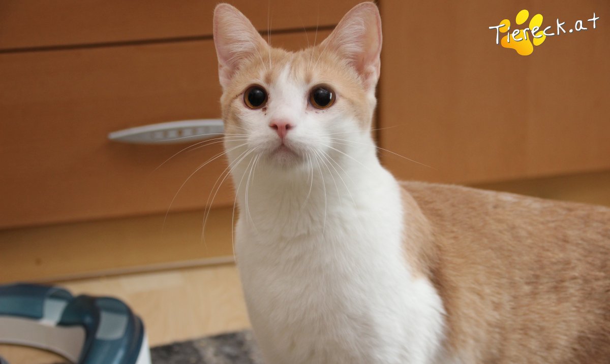 Labusin Tierheim Kolbermoor: Kater Sammy Sucht Ein Neues Zuhause – DTDOOI