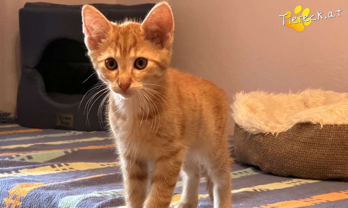 Vermittlungstiere Diese Katzen suchen ein Zuhause