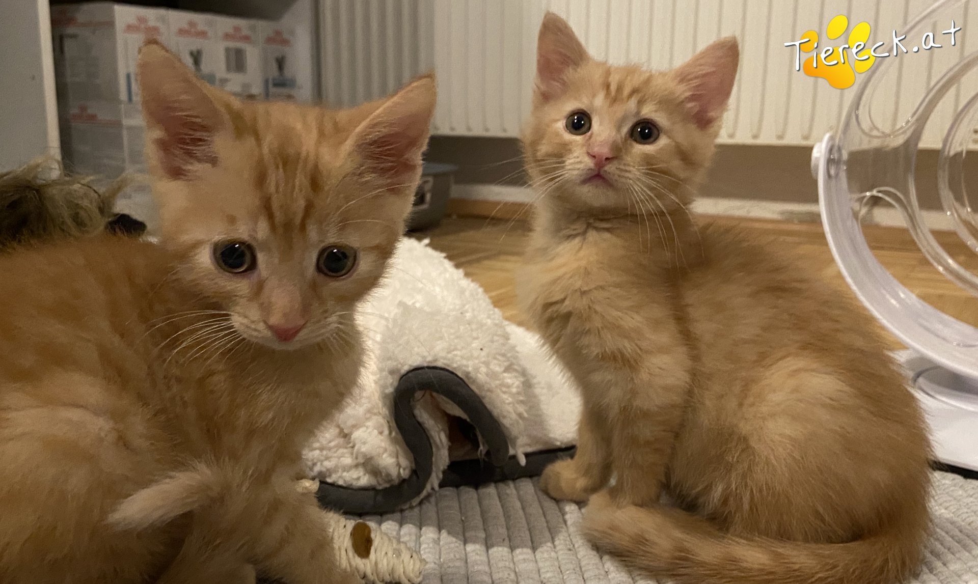 Mimi sucht ein Zuhause