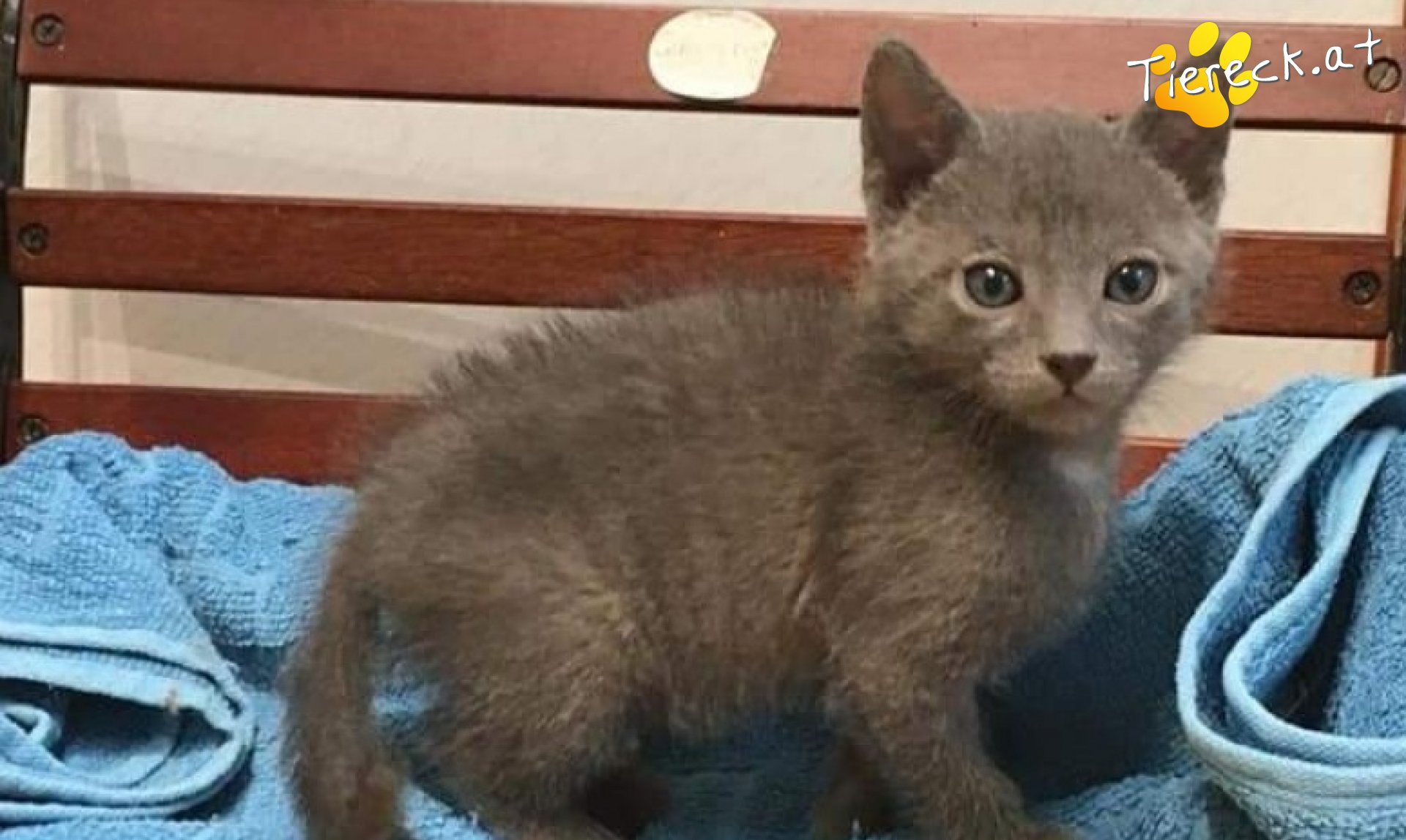 Batman - sucht ein Zuhause