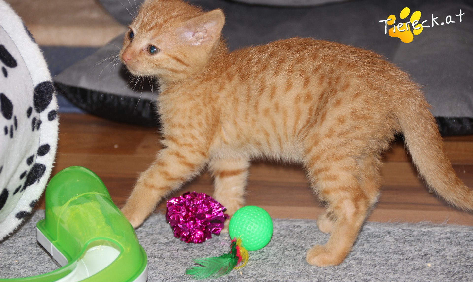 Puppi sucht ein Zuhause