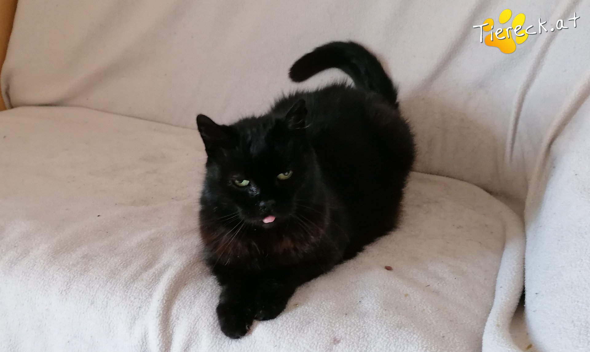 Mutzi sucht ein Zuhause