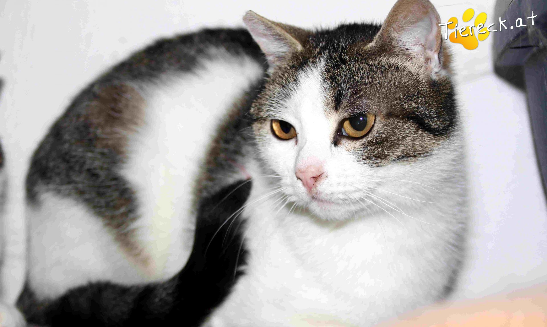 Vermittlungstiere - Diese Katzen suchen ein Zuhause