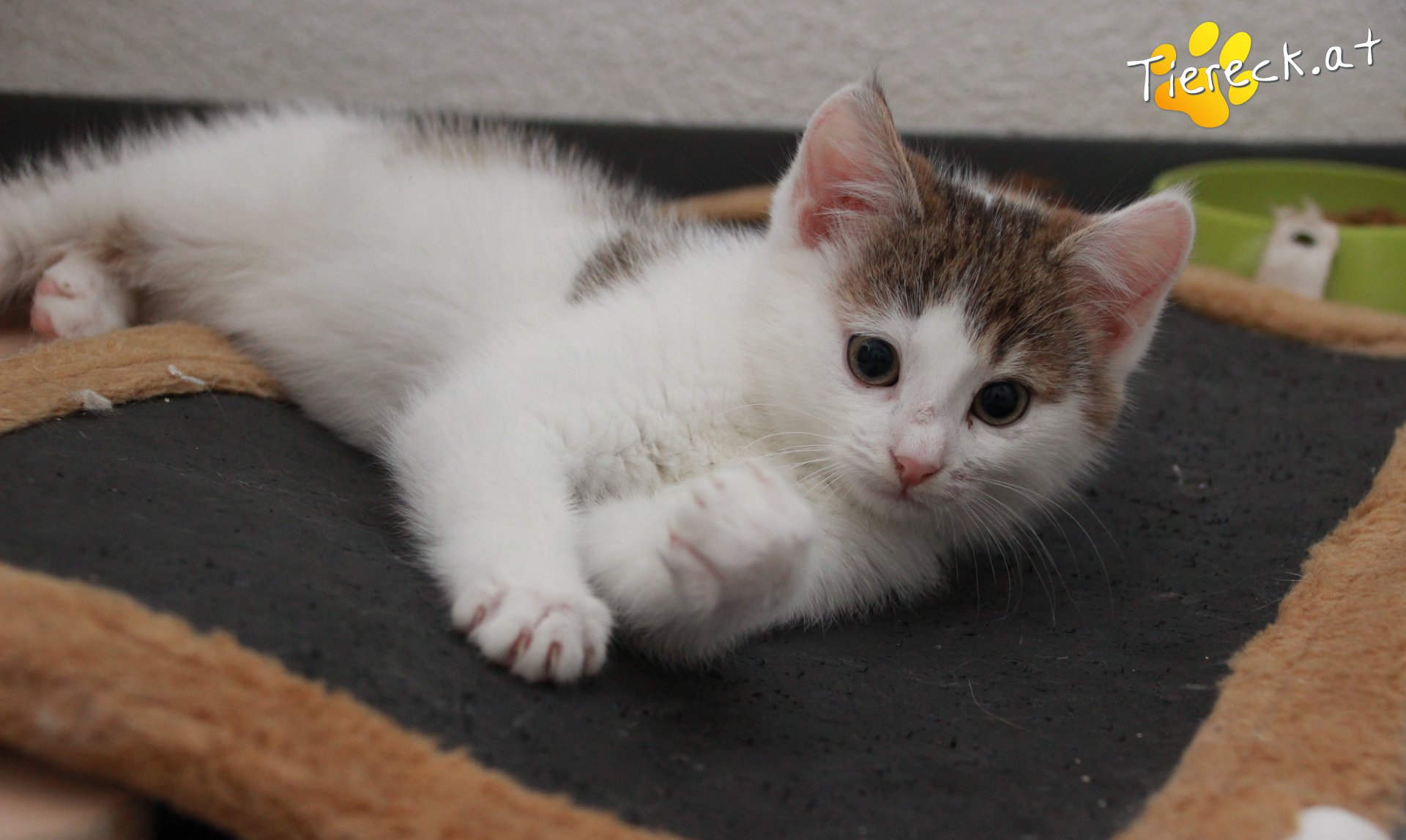 Vermittlungstiere - Diese Katzen suchen ein Zuhause