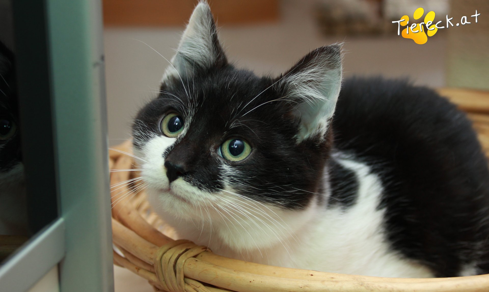 Vermittlungstiere - Diese Katzen suchen ein Zuhause