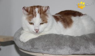 Samson (Foto by Tiereck.at - Lavanttaler Tierhilfe)