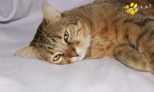 Balu (Foto by Tiereck.at - Lavanttaler Tierhilfe)