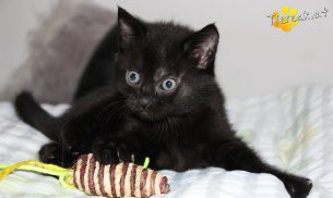 Bella (Foto by Tiereck.at - Lavanttaler Tierhilfe)