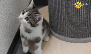 Lilly (Foto by Tiereck.at - Lavanttaler Tierhilfe)