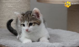 Moritz (Foto by Tiereck.at - Lavanttaler Tierhilfe)