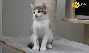 Henry (Foto by Tiereck.at - Lavanttaler Tierhilfe)
