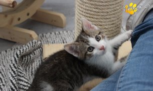 Yuki (Foto by Tiereck.at - Lavanttaler Tierhilfe)