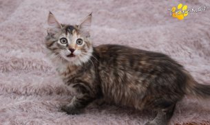 Pippi (Foto by Tiereck.at - Lavanttaler Tierhilfe)