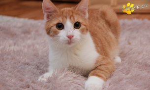 Gizmo (Foto by Tiereck.at - Lavanttaler Tierhilfe)