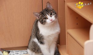 Vincent (Foto by Tiereck.at - Lavanttaler Tierhilfe)