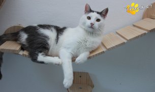 Monty (Foto by Tiereck.at - Lavanttaler Tierhilfe)