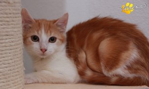 Jesper (Foto by Tiereck.at - Lavanttaler Tierhilfe)