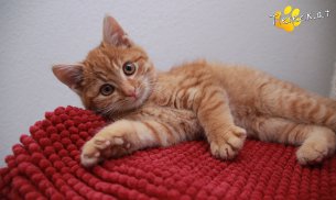Manolo (Foto by Tiereck.at - Lavanttaler Tierhilfe)