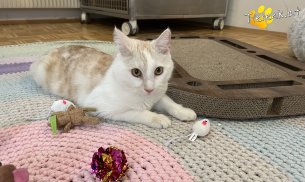 Marvin (Foto by Tiereck.at - Lavanttaler Tierhilfe)