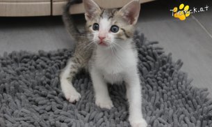 Dobby (Foto by Tiereck.at - Lavanttaler Tierhilfe)