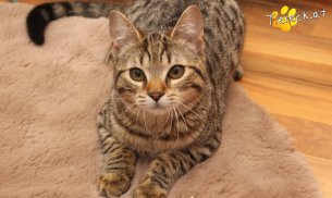 Moritz (Foto by Tiereck.at - Lavanttaler Tierhilfe)