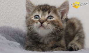 Suri (Foto by Tiereck.at - Lavanttaler Tierhilfe)