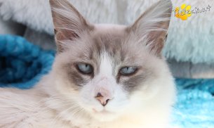 Romeo (Foto by Tiereck.at - Lavanttaler Tierhilfe)