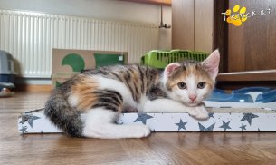 Sally (Foto by Tiereck.at - Lavanttaler Tierhilfe)