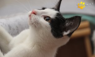 Betty (Foto by Tiereck.at - Lavanttaler Tierhilfe)