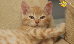 Rusty (Foto by Tiereck.at - Lavanttaler Tierhilfe)