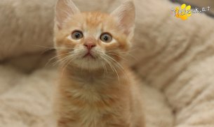 Chili (Foto by Tiereck.at - Lavanttaler Tierhilfe)