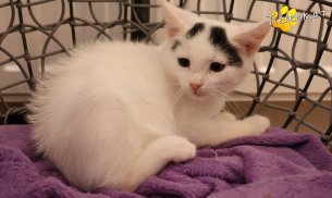 Lumi (Foto by Tiereck.at - Lavanttaler Tierhilfe)