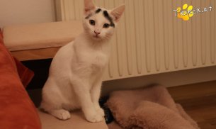 Lumi (Foto by Tiereck.at - Lavanttaler Tierhilfe)