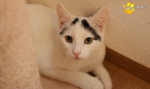 Lumi (Foto by Tiereck.at - Lavanttaler Tierhilfe)