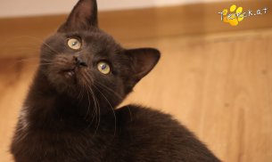 Bradley (Foto by Tiereck.at - Lavanttaler Tierhilfe)