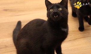 Bradley (Foto by Tiereck.at - Lavanttaler Tierhilfe)