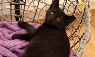 Bianca (Foto by Tiereck.at - Lavanttaler Tierhilfe)