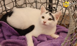 Yuki (Foto by Tiereck.at - Lavanttaler Tierhilfe)