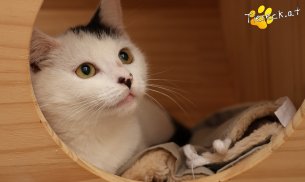 Sunny (Foto by Tiereck.at - Lavanttaler Tierhilfe)