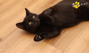 Bernhard (Foto by Tiereck.at - Lavanttaler Tierhilfe)