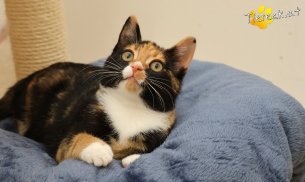 Sweety (Foto by Tiereck.at - Lavanttaler Tierhilfe)