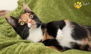 Sweety (Foto by Tiereck.at - Lavanttaler Tierhilfe)