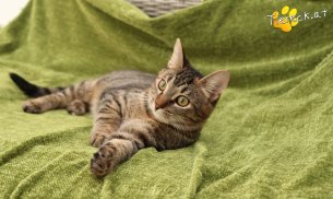 Sissi (Foto by Tiereck.at - Lavanttaler Tierhilfe)