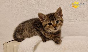 Bobby (Foto by Tiereck.at - Lavanttaler Tierhilfe)