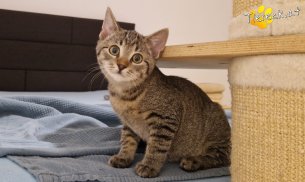 Bobby (Foto by Tiereck.at - Lavanttaler Tierhilfe)