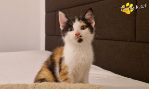 Finya (Foto by Tiereck.at - Lavanttaler Tierhilfe)