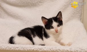 Billy (Foto by Tiereck.at - Lavanttaler Tierhilfe)