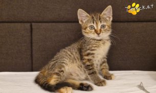 Emmi (Foto by Tiereck.at - Lavanttaler Tierhilfe)