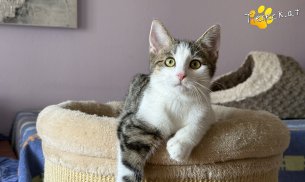 Minzi (Foto by Tiereck.at - Lavanttaler Tierhilfe)